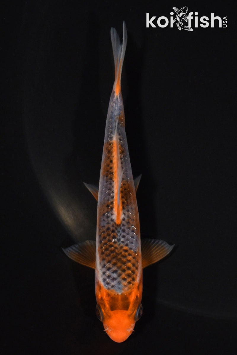 4.25" HI ASAGI