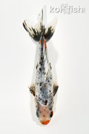 5.5" CALICO WAKIN GOLDFISH