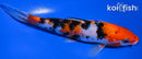 7.5" SANKE