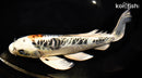 10" ARAGOKE KUJAKU BUTTERFLY