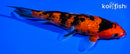 6.25" GINRIN AKA SANKE