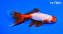 5.25" WATONAI GOLDFISH
