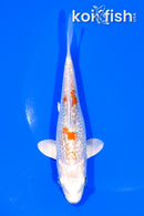 5.75" GINRIN HARIWAKE