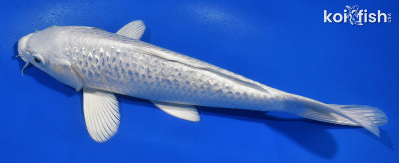9" GINRIN PLATINUM OGON