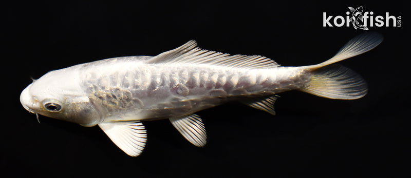 5.75" GINRIN DOITSU PLATINUM OGON