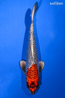 11.5" BENI GINGA