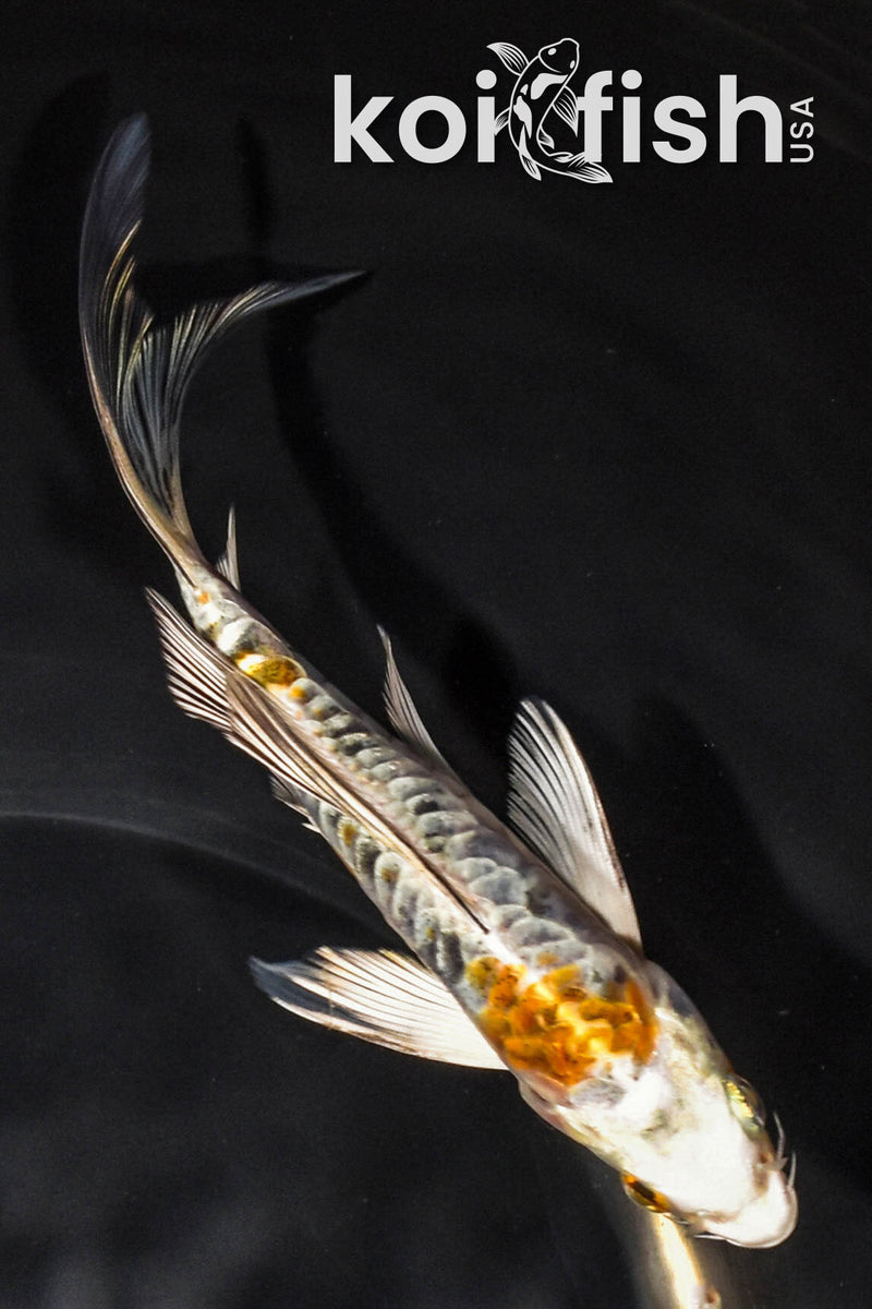5.75" ARAGOKE HEISEI NISHIKI BUTTERFLY