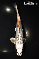 9.5" GINRIN KUJAKU