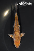 4.25" ARAGOKE OCHIBA SHIGURE