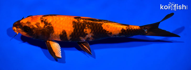 10.5" KIN HI UTSURI