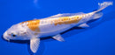 6.75" DOITSU LEMON HARIWAKE