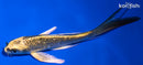 5.75" GINRIN KIN KI MATSUBA BUTTERFLY
