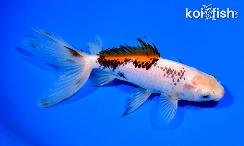 6.25" WATONAI GOLDFISH