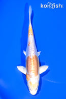 6.5" DOITSU HARIWAKE