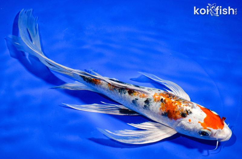 9.5" YAMATO NISHIKI BUTTERFLY