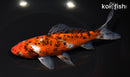 6.75" SHUBUNKIN GOLDFISH