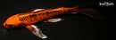 8.75" KIN ORENJI MATSUBA BUTTERFLY