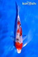 5" SANKE