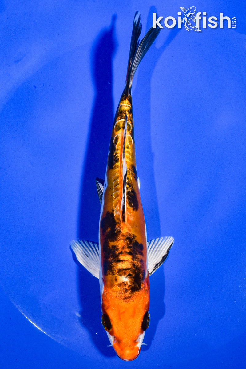 6" HEISEI NISHIKI