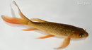 7.25" GINRIN CHAGOI BUTTERFLY