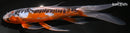 9.75" HI SHUSUI BUTTERFLY