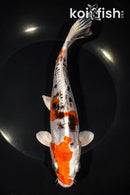 8.25" HEISEI NISHIKI