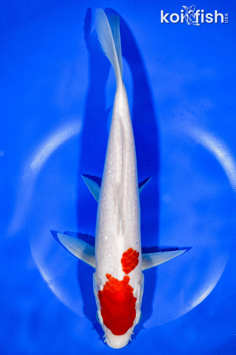 9" KOHAKU