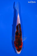 6" GOROMO