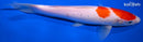 8.25" KOHAKU