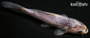 5.5" GOSHIKI