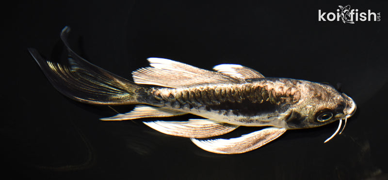 6.5" KIKOKURYU BUTTERFLY