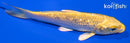 4.5" GINRIN YAMABUKI OGON