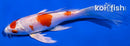 6.75" HARIWAKE BUTTERFLY