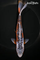7" HI SHUSUI