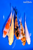 PACK OF (5) 4-5" STANDARD KOI