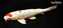 8.5" GINRIN YAMATO NISHIKI