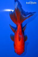 5.5" ORANDA GOLDFISH