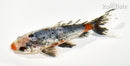 5.5" CALICO WAKIN GOLDFISH