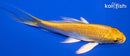 4.5" YAMABUKI OGON BUTTERFLY