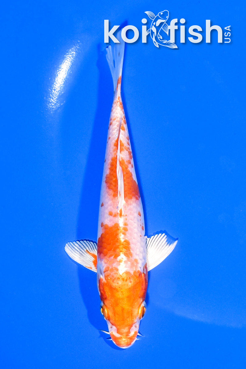5.25" HARIWAKE