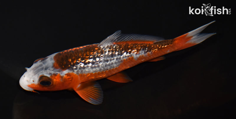 5.75" GINRIN HI ASAGI