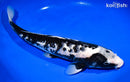 15.75" MATSUKAWABAKE