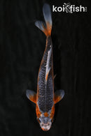 6.25" HI ASAGI