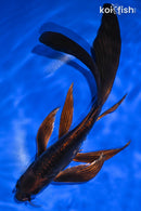9.75" BENI KIKOKURYU BUTTERFLY