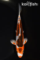 5.5" METALLIC HI SHUSUI