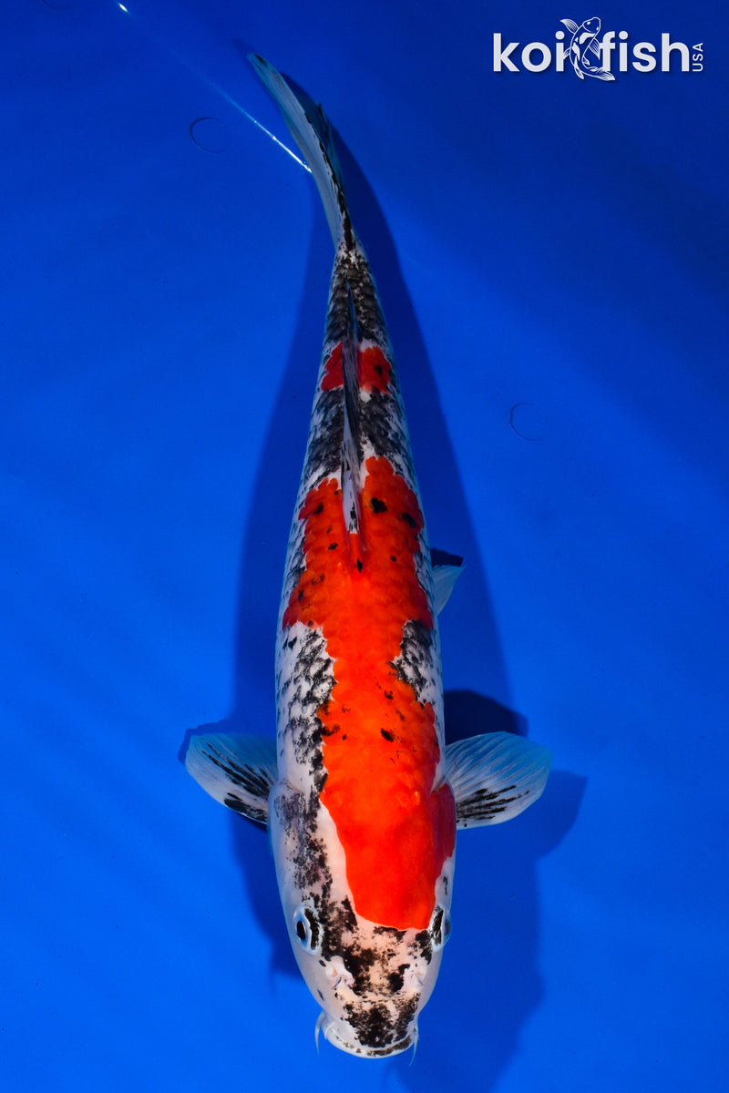 14.75" GOSHIKI