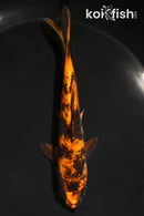 5" DOITSU KIN HI UTSURI