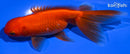 5" ORANDA GOLDFISH