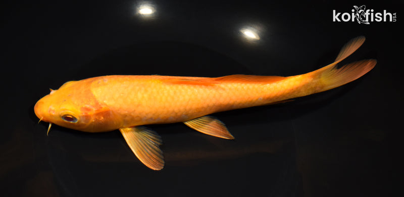 8.75" KIGOI
