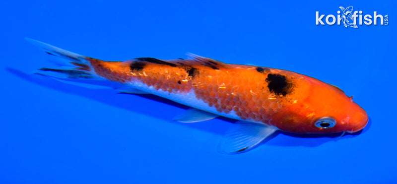 5.5" GINRIN AKA SANKE